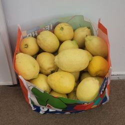 60 Pcs. Organic Lemons Fresh Picked ( all for $20)