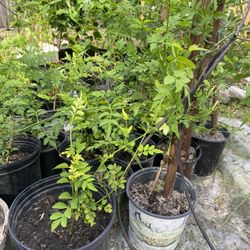 Jasmine Tree