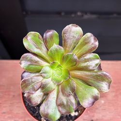 Aeonium Big Bang Imported