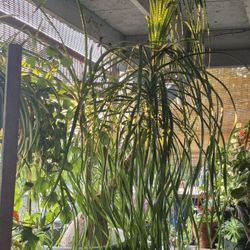 Palma Pata De Elefante 