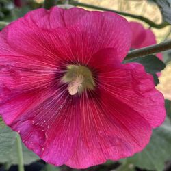 Red Flower Plant Garden Floral 