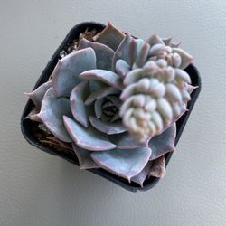 Echeveria Dusty Rose Pastel Purple With Orange Bloom 2 Inch Nursery Pot 