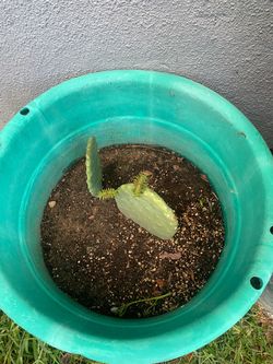 Nopal Mexicano