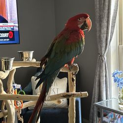 Macaw Size Parrot Trees & More