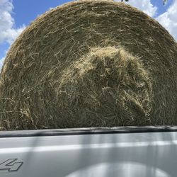 Horse Hay 