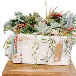 Christmas Succulent Arrangements