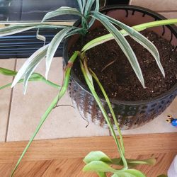 Monstera Plant 