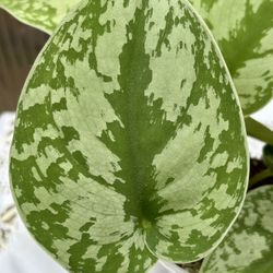 Scindapsus 