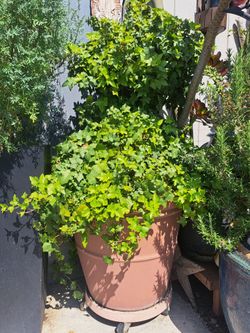 Plants