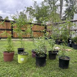 Plantitas De Durazno Coronas De Cristo 