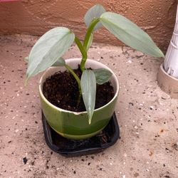 Cebu Blue With Ceramic Pot Pick Up Only
