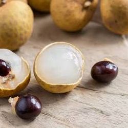 Longan tree with flowers