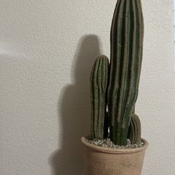 Cactus Decor