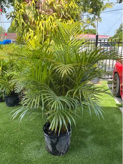 ARECA PALMS - Deliveries in Miami