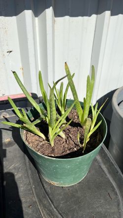 Healthy Baby Aloe Vera Plants.
