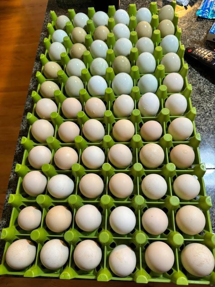 Fresh Chickens Eggs