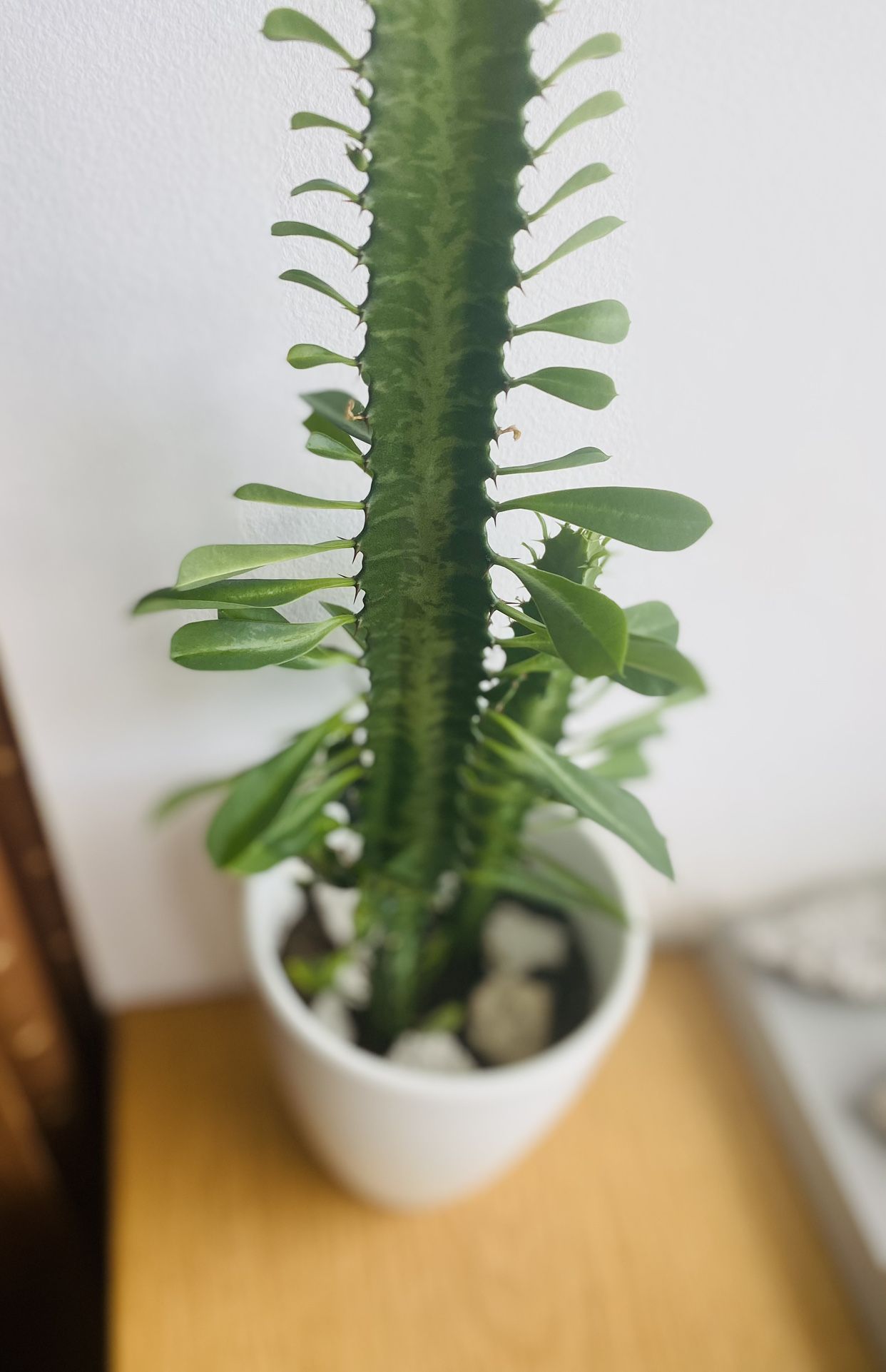 13” Plant , White Ceramic Pot. Help To Deliver Locally