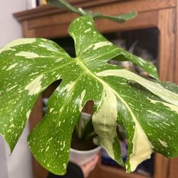 Monstera thai Constellation 