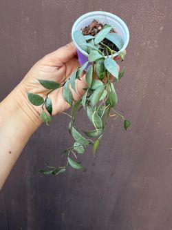 2” hoya lacunosa silver lime