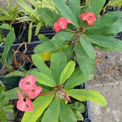 PLANTS Corona De Cristo, Desert Rose, Lengua De Suegra, Star Savila, Nacaguita Trees & More. $2  & UP