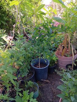 Limon Mexicano Y Platano 