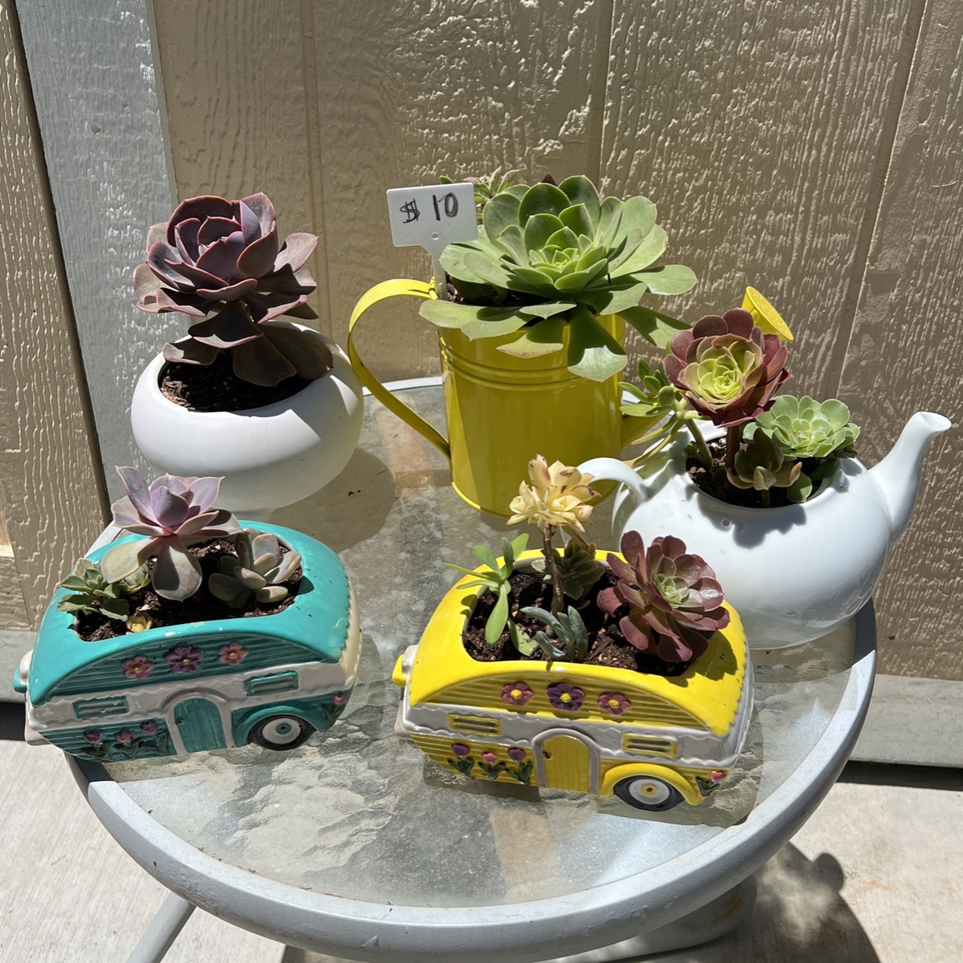 Cute Succulents