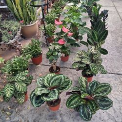 Plants Forsale