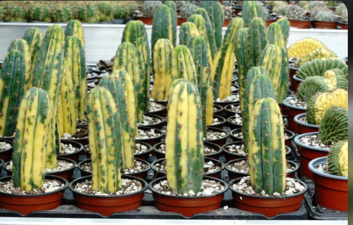 Exotic Variegated San Pedro Cactus πͺ΄π€π