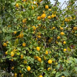 ORGANIC LEMONS $15/bucket