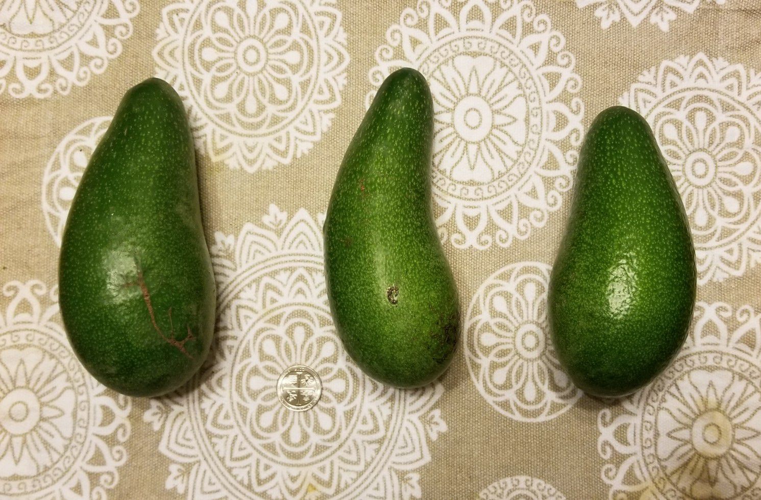 Organic Avocados