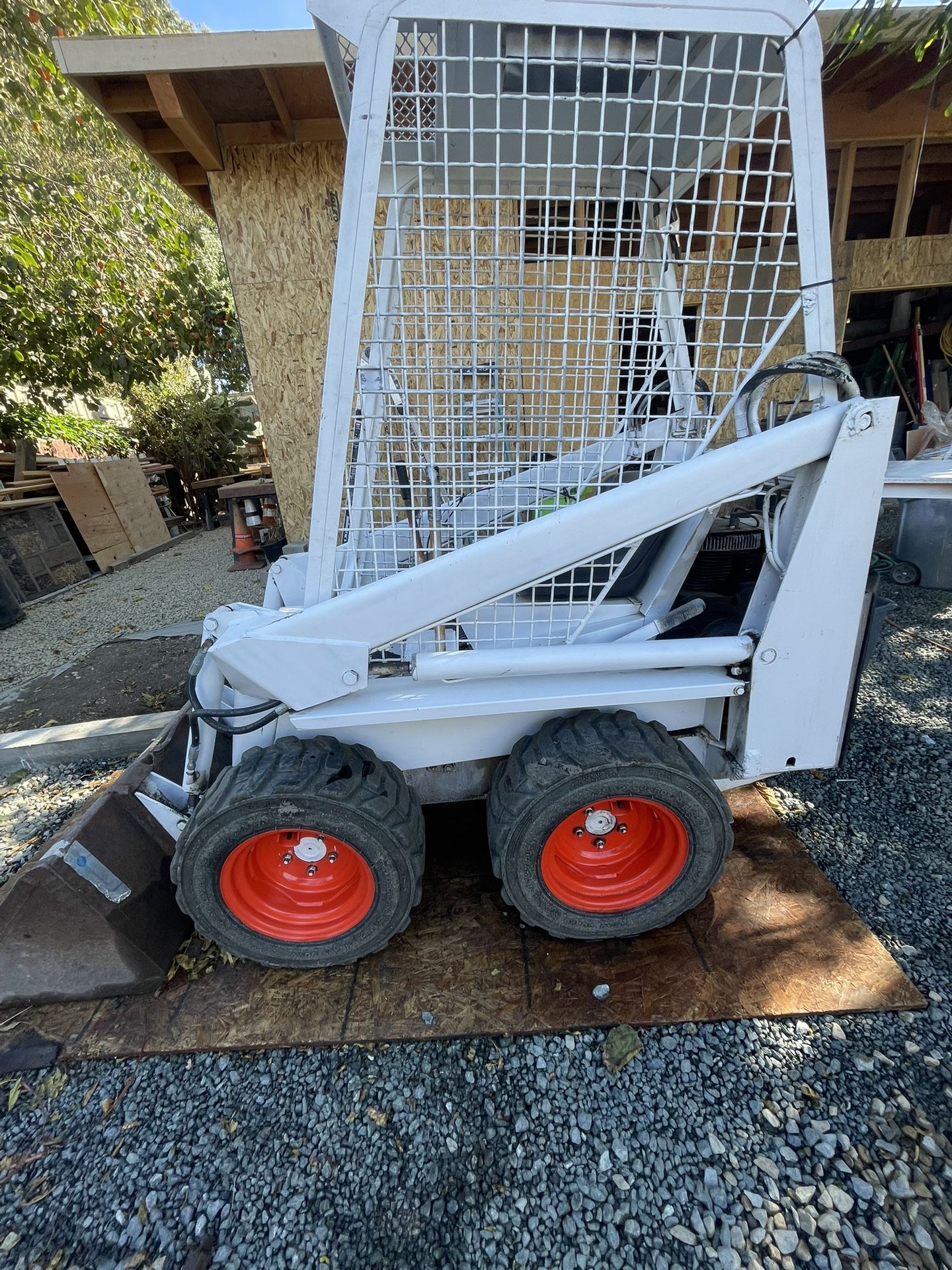 Bobcat