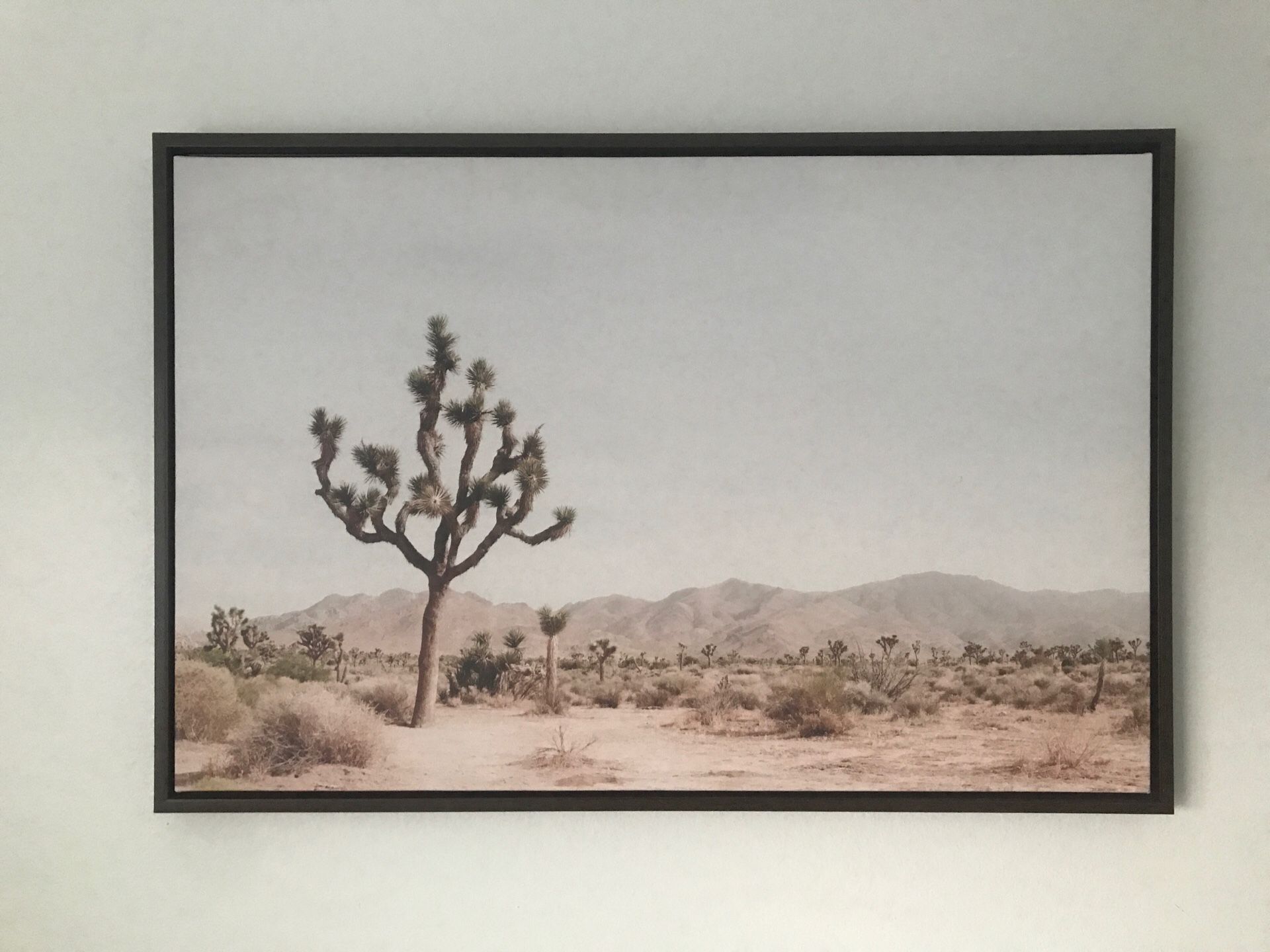 Joshua tree photo