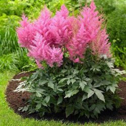 Perennial Astible