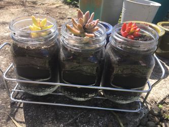 Custom potted plants for sale! Reiki infused. Pls read entire ad. Starting at $6