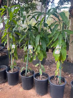 5 Gallon Size- Mango Trees- Moringa Trees- Almond Trees- Jujube Trees- Sapote Trees- Cherimoya Trees- Mulberry Trees- Passionfruit Vines- Persimmon Tr