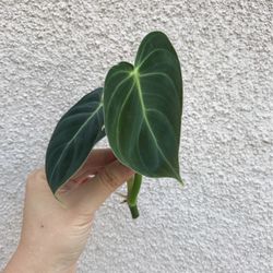 Beautiful Philodendron Malanochrysum Plant CUTTING with Active Root