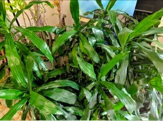 Free plants