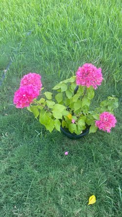 Large bouganvilla