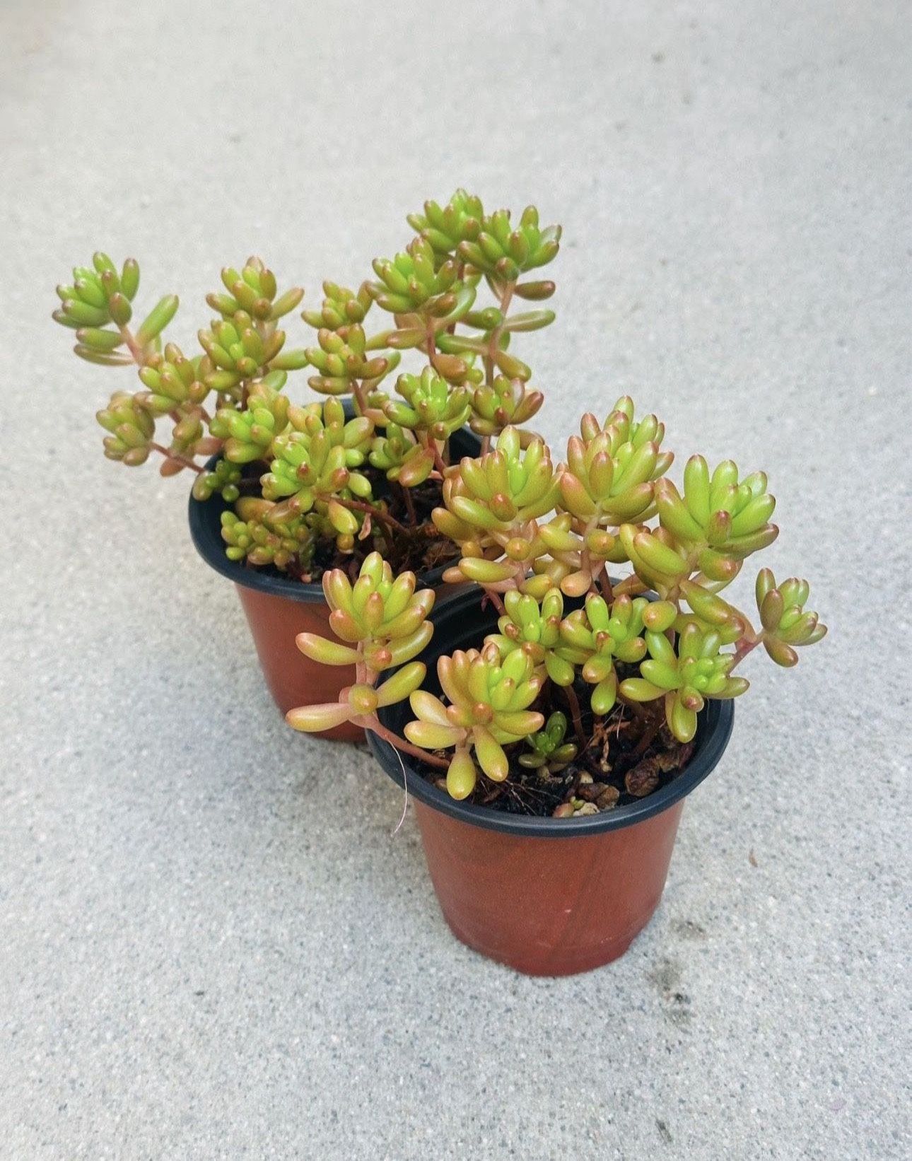 Succulents plants 🪴(2 for $5)