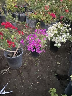 Buanvilias 5 Galodes $15