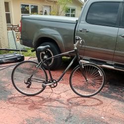 Giant Cypress Hybrid