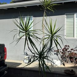 Dracaena Marginata Dragon Tree 8.5 Tall Plant ❤️❤️
