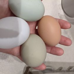 Farm fresh chicken eggs