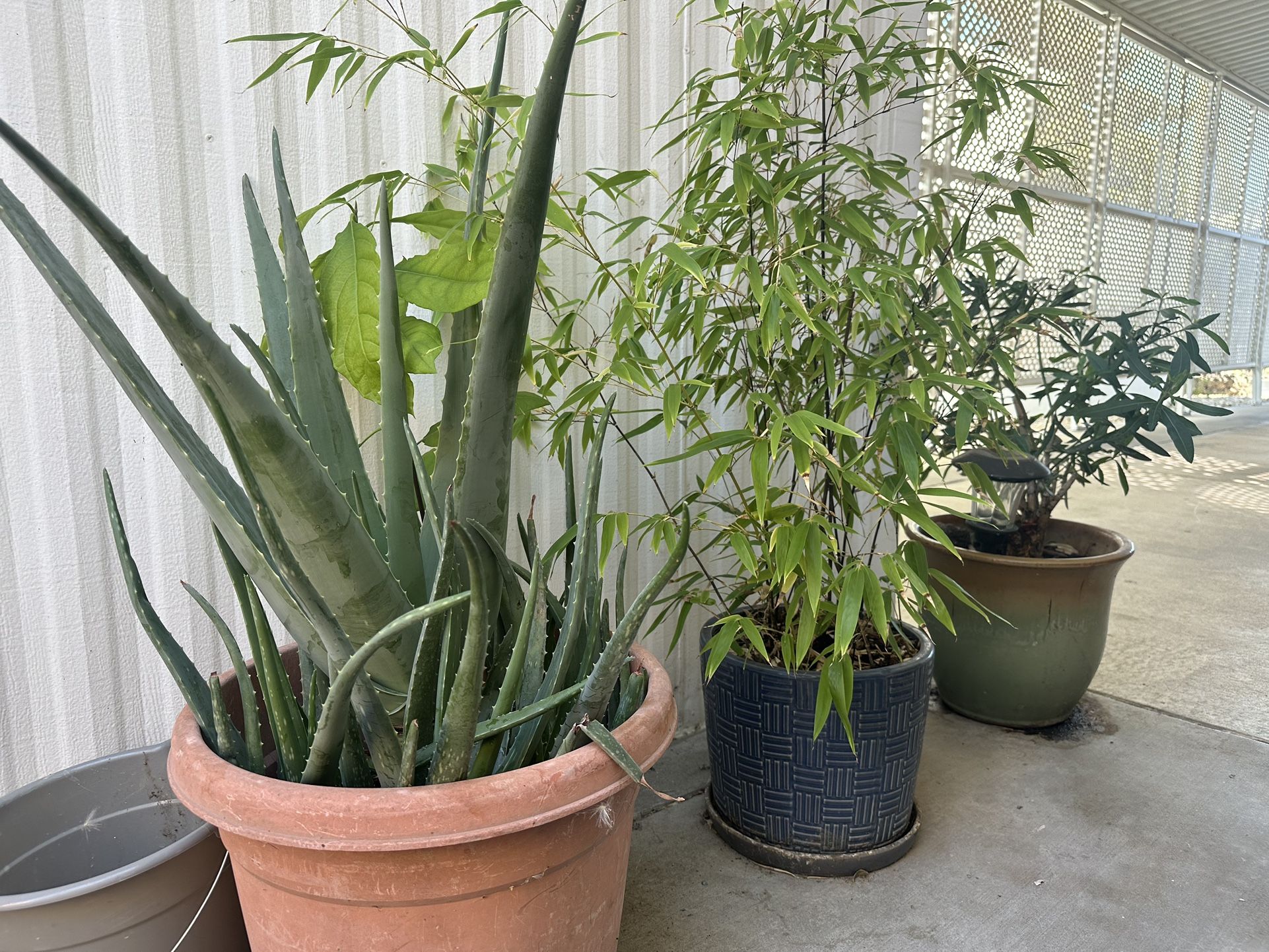 Living Plants With Pots