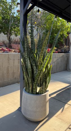 Snake Plants in Large Pots