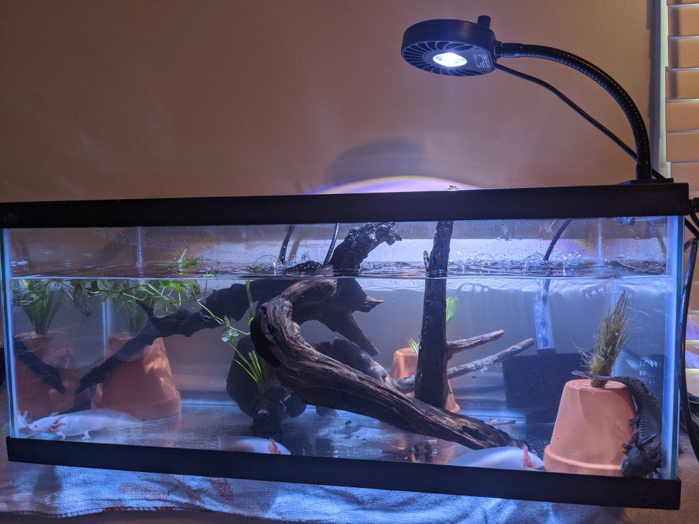 Axolotl Stuff full setup