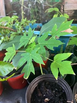 Plantas aguacates 🥑 chile pimiento papaya orégano y más