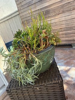 Mixed Succulent Arrangement in Green Ceramic Pot