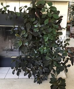 Gorgeous Prunus serasifera purple leaf plant.