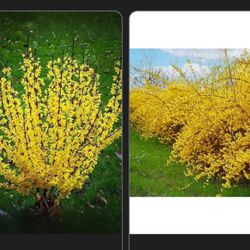 Forsythia Plants -yellow Flowering Plant